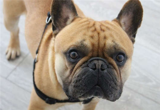 寵物移民政策,請(qǐng)不要將你的“寶貝”丟下 寵物移民政策,請(qǐng)不要將你的“寶貝”丟下