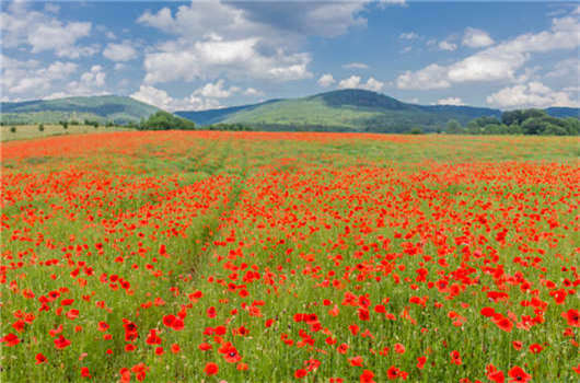 如何獲得德國護照 如何獲得德國護照