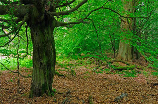 奇葩的“德國(guó)美食”您了解的多深？